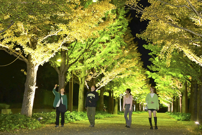 ライトアップされたイチョウ並木。幻想的な光のトンネルが浮かび上がった＝２３日午後、福島市・あづま総合運動公園