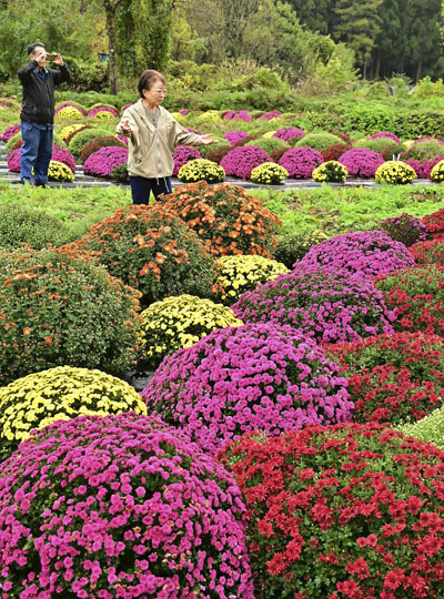 色とりどりの花を咲かせたザル菊を楽しむ人たち＝三島町