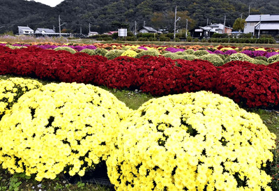 咲き誇るザル菊＝２９日午後、南会津町・中荒井駅周辺