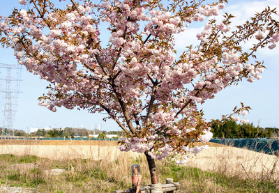 国道６号から見える中間貯蔵施設の敷地と第１原発（写真奥）。希望の花が咲くと信じ、未来へ歩んでいく