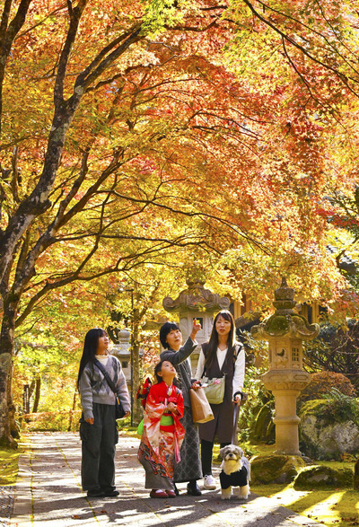 紅葉が鮮やかに色づいた参道を歩く家族連れ＝１３日午前、棚倉町・山本不動尊