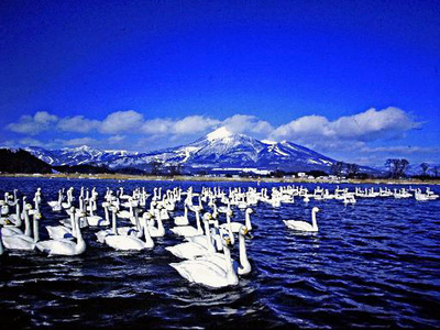 猪苗代湖の白鳥の観察を５０年以上続けてきた。ニュースを見て白鳥たちが暮らす湖を守ろうとの思いが、県民に芽生えてくれればうれしい