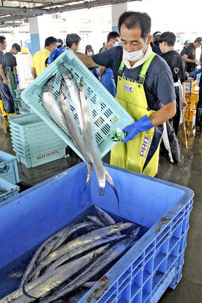 松川浦漁港に水揚げされたタチウオ。近年は水揚げ量が変化している＝９月、相馬市