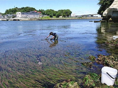 「海のゆりかご」とも呼ばれるアマモの群生地＝相馬市・松川浦（アクアマリンふくしま提供）