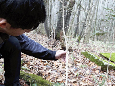 シカの食害に遭ったとみられる樹皮。周辺には枝が落ちていて、下草のない場所もあった＝下郷町