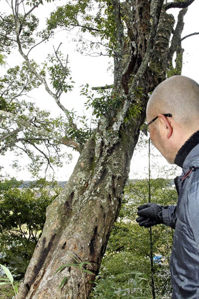 ナラ枯れの被害に遭ったアカガシ。樹木には虫が入り込んだとみられる穴が確認できる＝浪江町・大聖寺