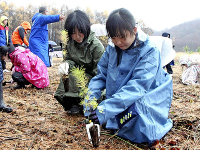 カラマツの苗木を植える郡山ザベリオ学園中の生徒＝昨年１１月、北塩原村