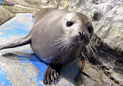 新たに展示されるゴマフアザラシ「だいき」