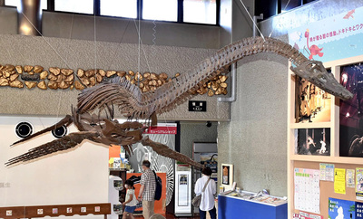 いわき市石炭・化石館に展示しているフタバスズキリュウの復元骨格模型。化石の発見で白亜紀の「窓」が広がった