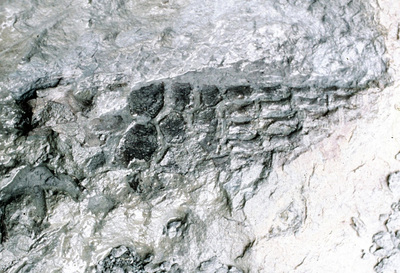 確認されたフタバスズキリュウの足のひれ部分。そのほかに脊椎部分や骨盤、頭の骨が確認された