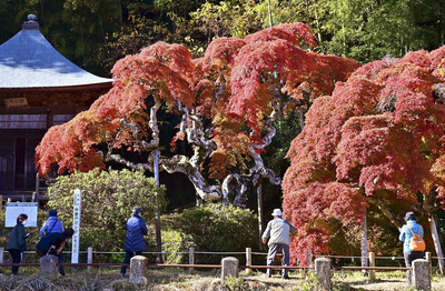 紅葉が見頃を迎えた「中釜戸のシダレモミジ」＝いわき市渡辺町