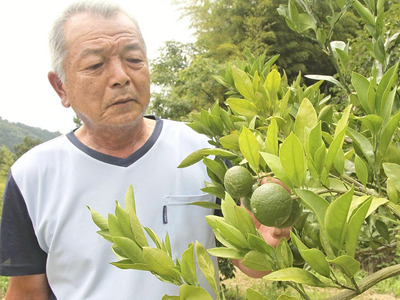 ミカン作りに挑戦する佐藤さん。少しずつ収穫量は増えている＝８月、伊達市