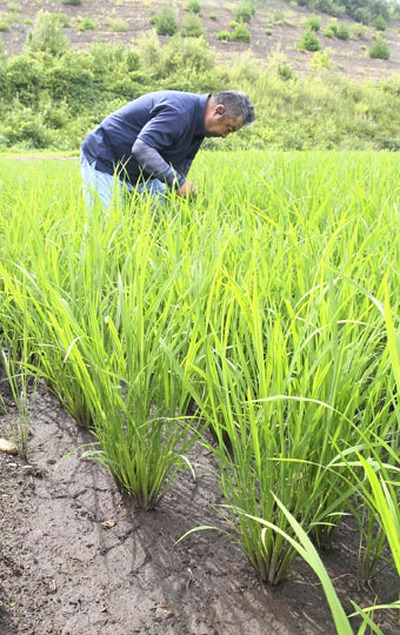 中干しが始まった田んぼ。土が露出し、ひび割れのようになっている＝７月、会津坂下町