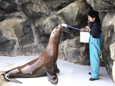 アクアマリンふくしまで海獣類を担当していた頃の私