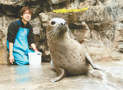 震災の年に生まれたゴマフアザラシ「きぼう」を飼育する私。被災から短期間で施設を再開できたことは自信につながった