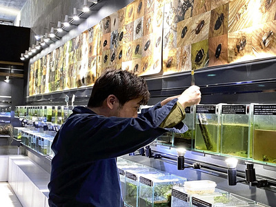 おもしろ箱のコーナーで作業する私。ここには４０種以上のゲンゴロウ類を展示している