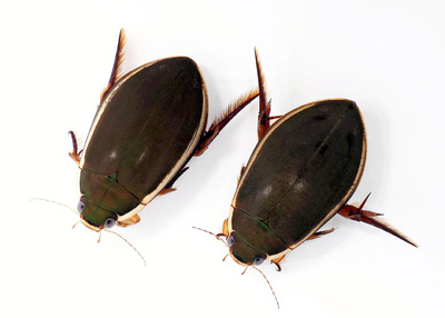 ゲンゴロウのオス（左）とメス。目がクリクリしているところがかわいいと思っている