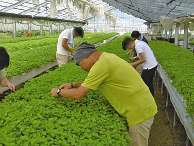 ハーブ園でみんなとミント摘みをする私（手前）。収穫したミントはスーパーに出荷された