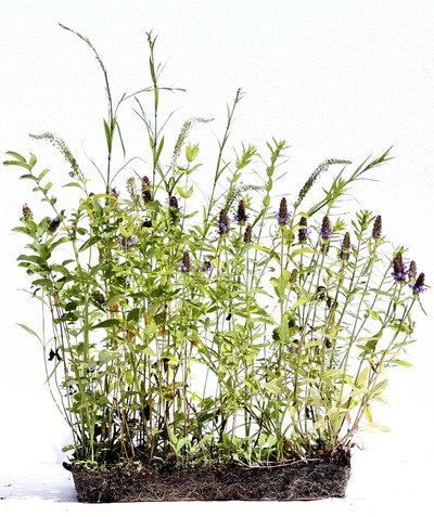 四季折々の花が咲く「野の花マット」。都心で里山の風景を再現する