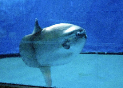 松島水族館で飼育していたマンボウ。長期間にわたって飼育し、多くのお客さんに見てもらえたことは今でも誇らしい