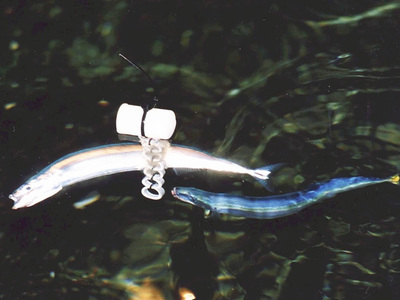 展示テーマ「潮目の海」に合うサンマは卵からの飼育に取り組んだ