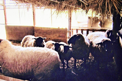 川内村で保護することになったヒツジたち。私は殺処分することなく、最後まで面倒を見る覚悟を決めた