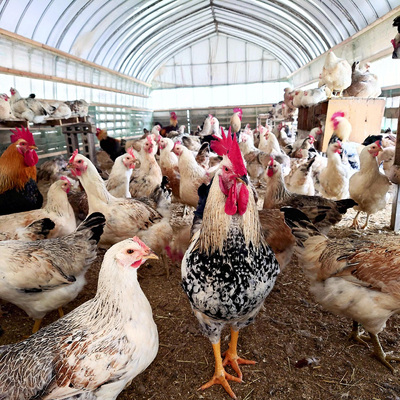 エゴマ油の搾りかすなど、地域ならではのものを含んだえさを食べさせて育てているニワトリ。ヒツジ牧場を支える貴重な経営戦力だ