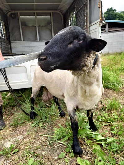 サフォーク種のヒツジ。北海道から最初に田村市の牧場にやってきたヒツジの孫に当たる。お世話になった人たちには感謝しきれない