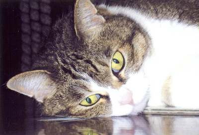 私たちの癒やしの存在となっている「ピーちゃん」。喜一の歴史にピーちゃんあり。これからも元気でいてもらいたい