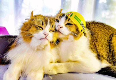 施設長のぴーち（右）とアテンダントのさくら。２匹とも恥ずかしがり屋だが、駅のために働いてくれた