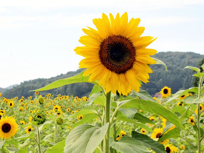 田村市大越町で大輪の花を咲かせるヒマワリ。協力してくれる人が徐々に増え、最近では花を咲かせるヒマワリは約３万本になった