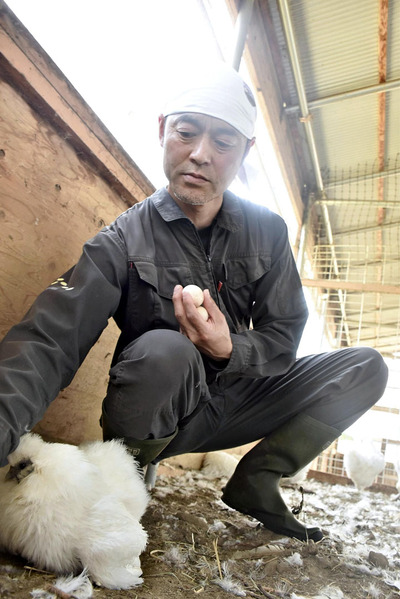 ウコッケイの卵を集める私。鶏舎は手作りで、ニワトリが過ごしやすい環境になるように心掛けている