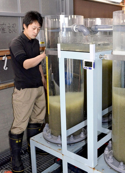 ワカサギの卵が入っている孵化器。最新設備の導入で桧原湖が「釣れる場所」として全国でも知られるようになった＝北塩原村・桧原漁協の孵化場