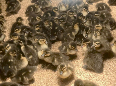 飼ったばかりのアイガモのヒナ。値段が高騰し、今年の数は昨年の約半分に。田んぼに放すまで２週間ほどビニールハウス内にある小屋で育てる