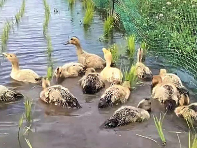 水田を泳ぎ回るアイガモ。父が亡くなる１年前の２０２０年に聞き取った作業方法を書いてアイガモ農法を教わった。父はまだまだ農業を続けるつもりだった