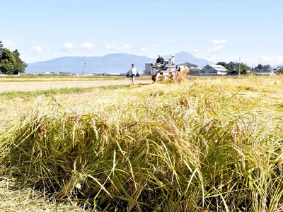 実家の田んぼで黄金色に輝く稲穂。原発事故の影響で一時はほとんど売れなくなったが、コメ作りに懸ける思いを貫いてきた