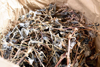 試しに酒に混ぜてみたタデアイという植物。結局、商品化しなかったが、好奇心のままにいろいろなものを酒に加えて楽しんでいる