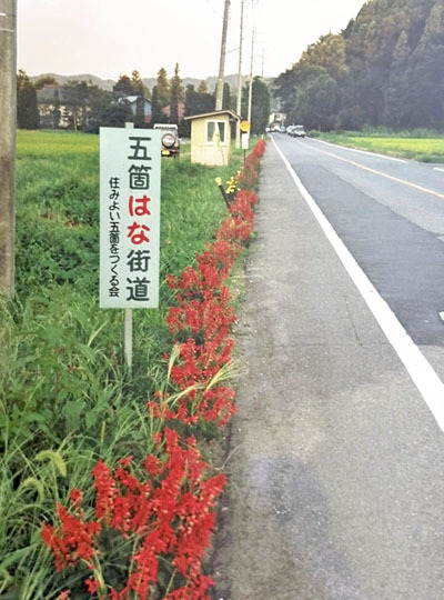 住みよい五箇をつくる会で、まず初めに取りかかった「五箇はな街道」。赤いサルビアがずらりと並んで見とれてしまう