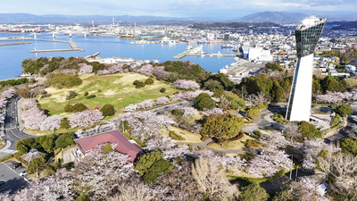 モダンなデザインのいわきマリンタワーの足元を桜が彩る。奥に広がる小名浜港の海や空との対比が鮮やかだ＝いわき市小名浜・三崎公園（ドローン撮影）