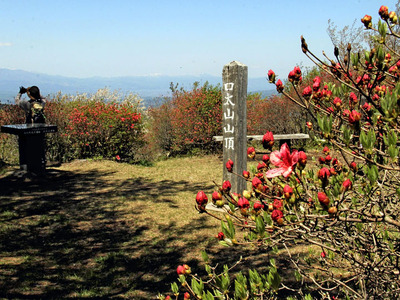 ツツジが咲き始めた口太山山頂