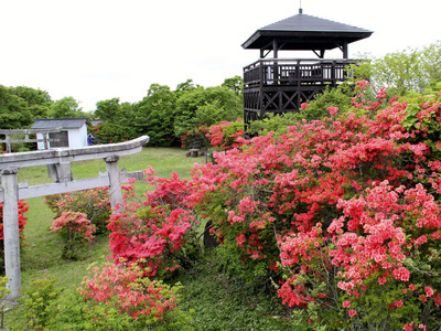 山ツツジが彩る日山の山頂