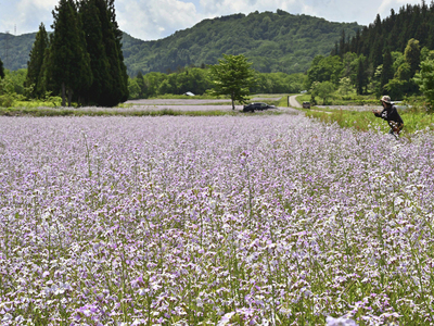 高原の畑一面を淡い紫色で染めているアザキダイコンの花＝２９日、金山町・太郎布高原