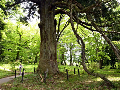 県内でも屈指の巨木である「従二位の杉」。鎌倉前期の歌人で従二位、藤原家隆が手植えしたと伝えられる。枝には藤が絡みついてもいるが、神域のため基本的に木は伐採されないという