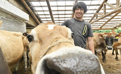 ジャージー牛を育てる清水さん。自由に歩き回れる牛舎でストレスが少なくなるようにしている