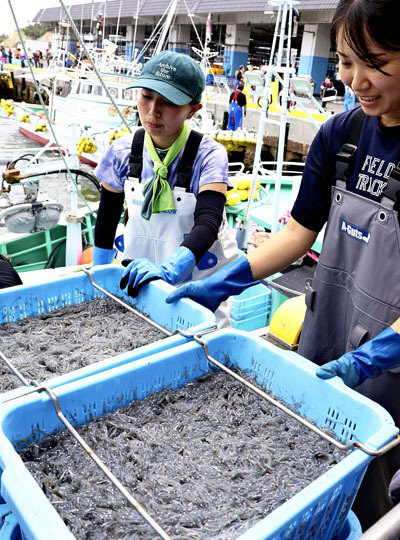 松川浦漁港に水揚げされたシラス
