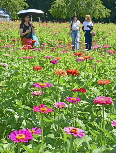 見頃を迎えたジニア。暖色系のカラフルな花を咲かせている＝猪苗代町・猪苗代ハーブ園