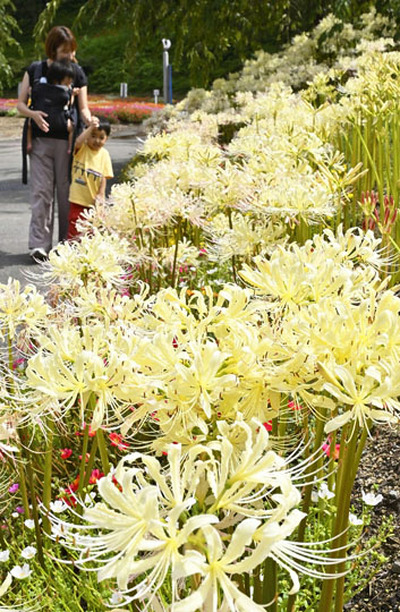 早咲きの白いマンジュシャゲ「真夏のクリスマス」が来園者の目を楽しませている