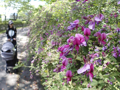 紫紅色のかれんな花を咲かせるミヤギノハギ＝福島市・あづま総合運動公園