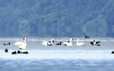 猪苗代湖で羽を休めるハクチョウ（鬼多見さん提供）