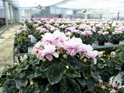 育種を進めたシクラメン。花びらの数や色など一般的なものとは異なるものを生み出すことができる